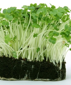 bloom, cress, earth, flowering, fresh, green, grown, nature, plant, seeds, soil, garden cress, root, roots, leaves, stems, green earth, green garden, green plant, green gardening, green leaves, green plants