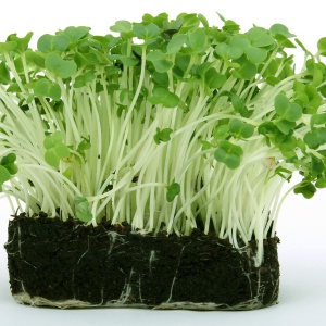 bloom, cress, earth, flowering, fresh, green, grown, nature, plant, seeds, soil, garden cress, root, roots, leaves, stems, green earth, green garden, green plant, green gardening, green leaves, green plants