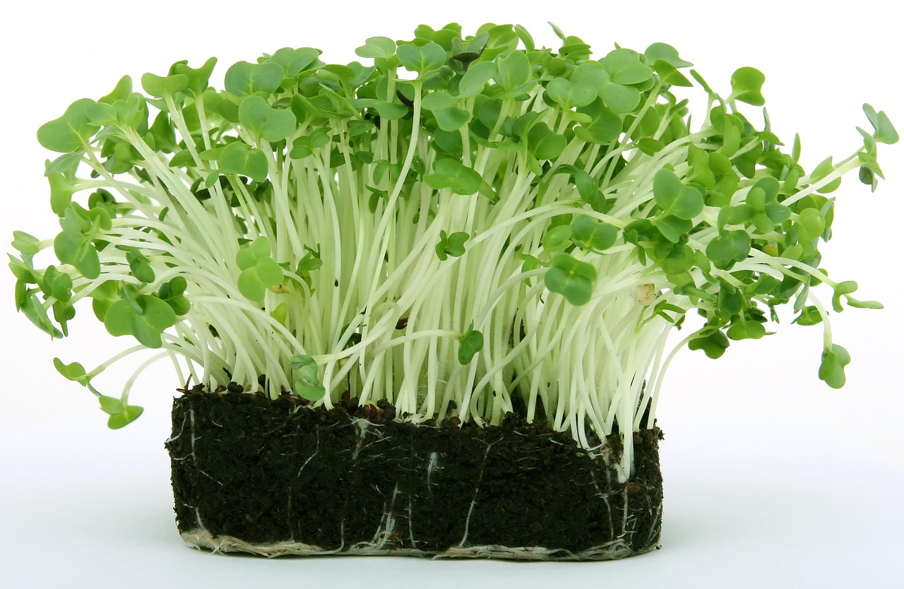 bloom, cress, earth, flowering, fresh, green, grown, nature, plant, seeds, soil, garden cress, root, roots, leaves, stems, green earth, green garden, green plant, green gardening, green leaves, green plants