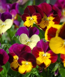 viola, flowers, nature, flower wallpaper, summer, petal, flower background, yellow, purple, beautiful flowers, blooming, outdoor