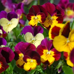 viola, flowers, nature, flower wallpaper, summer, petal, flower background, yellow, purple, beautiful flowers, blooming, outdoor