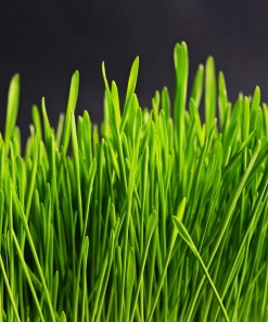 grass, green, grass blades, macro, close up, nature, plants, grasses, grassy, grass, grass, grass, grass, grass
