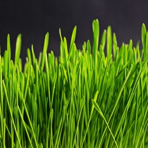 grass, green, grass blades, macro, close up, nature, plants, grasses, grassy, grass, grass, grass, grass, grass