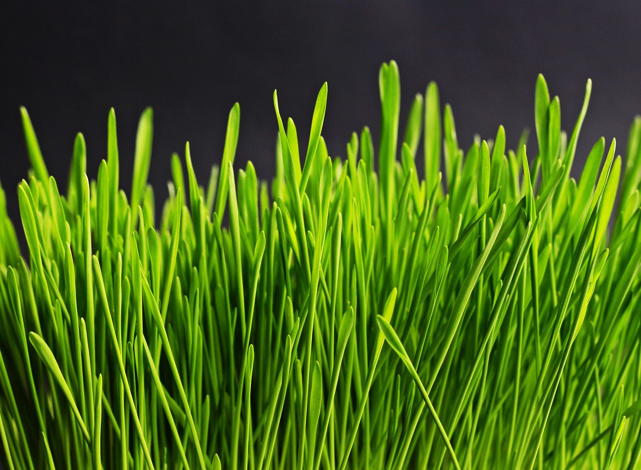 grass, green, grass blades, macro, close up, nature, plants, grasses, grassy, grass, grass, grass, grass, grass
