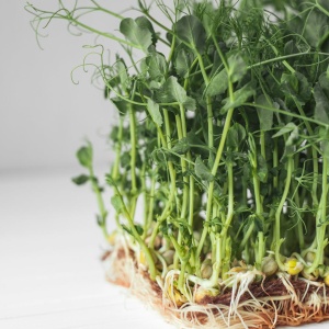 Close-up of organic pea microgreens showing lush green shoots and roots, ideal for a healthy diet.