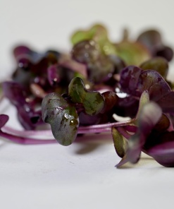 Alternative view of Radish Sango, 50g