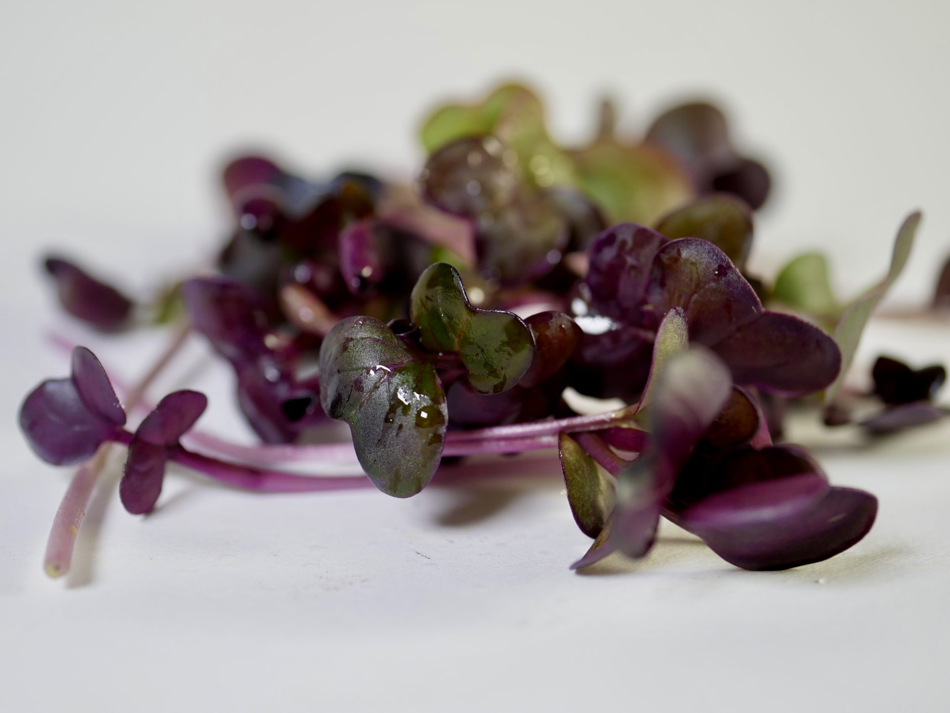 Radish Sango Micogreens, 50g - Image 2