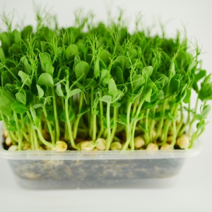 Pea microgreens, 100g