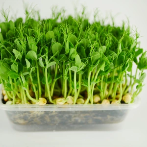Pea microgreens, 100g