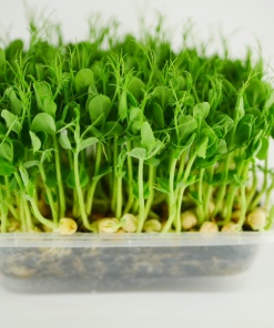 Pea microgreens, 100g