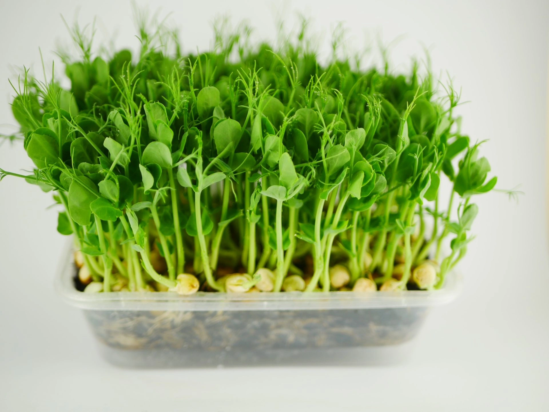 Pea microgreens, 100g