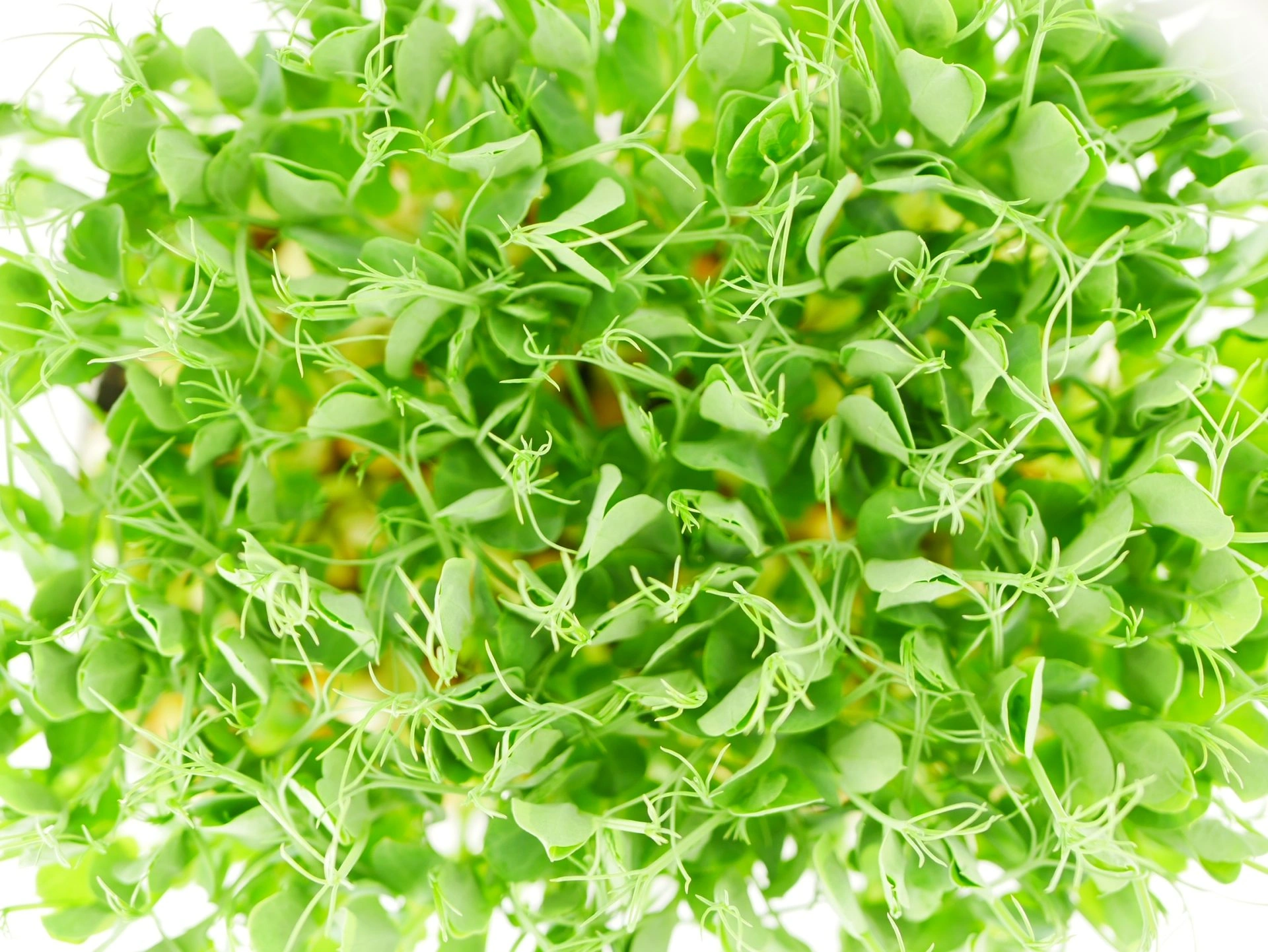 Pea microgreens, 100g - Image 3