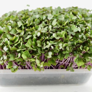 Pink Kale microgreens, 50g