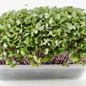 Pink Kale microgreens, 50g