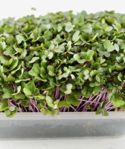 Pink Kale microgreens, 50g