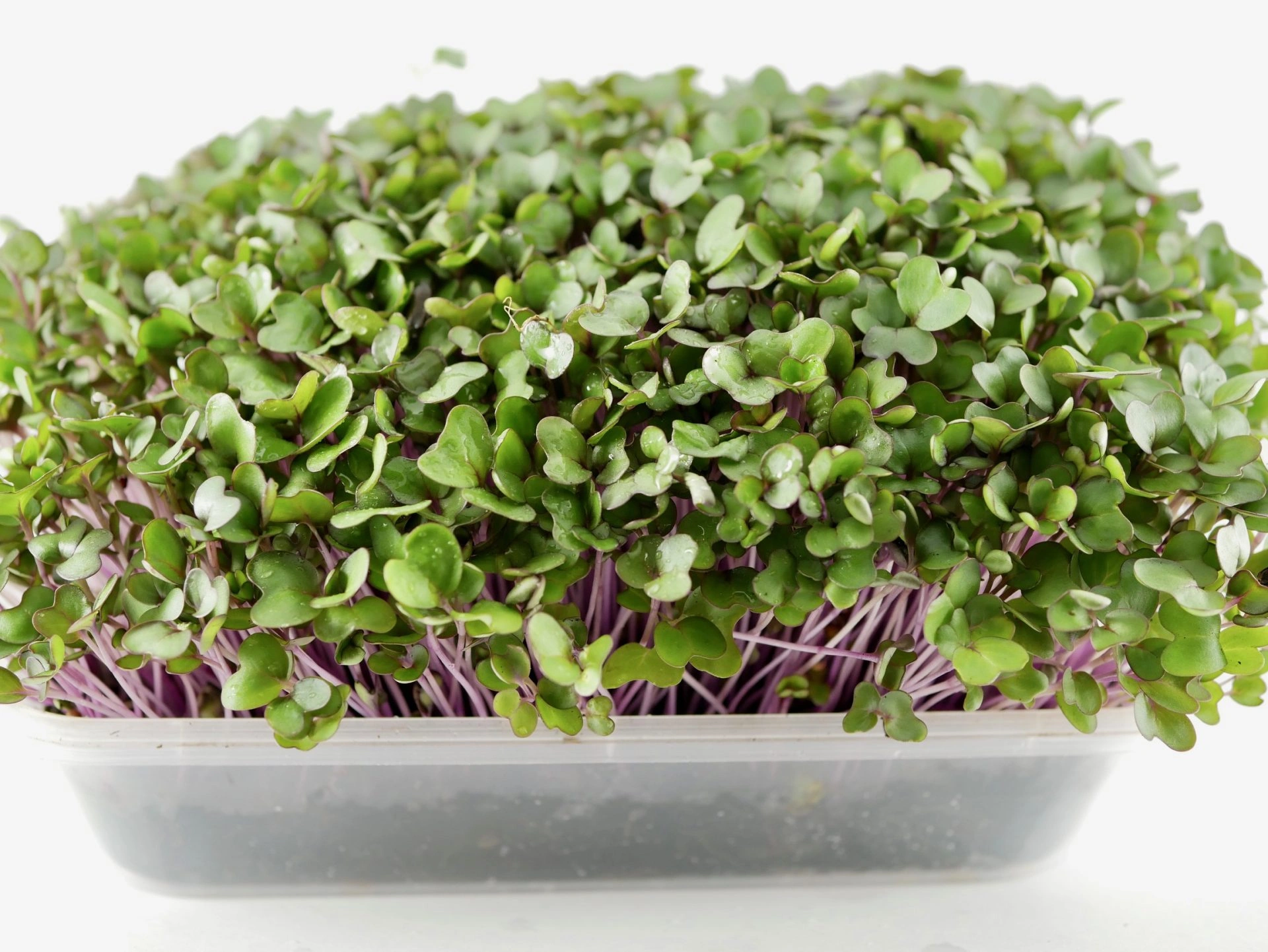 Pink Kale microgreens, 50g