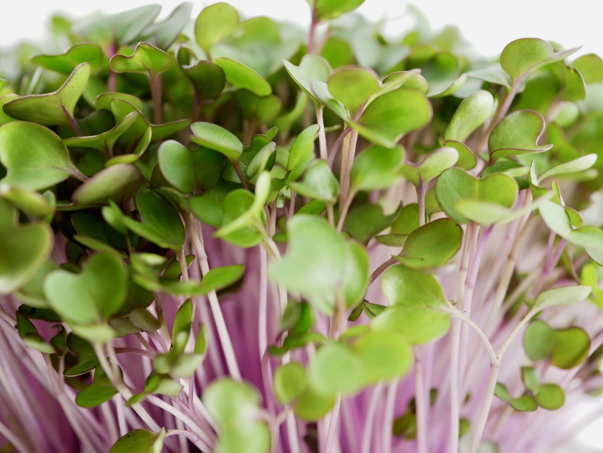 Pink Kale microgreens, 50g - Image 3