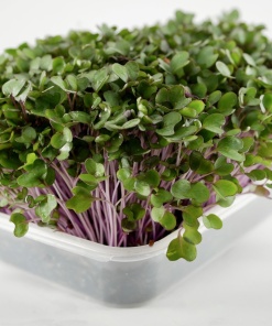 Alternative view of Pink Kale microgreens, 50g
