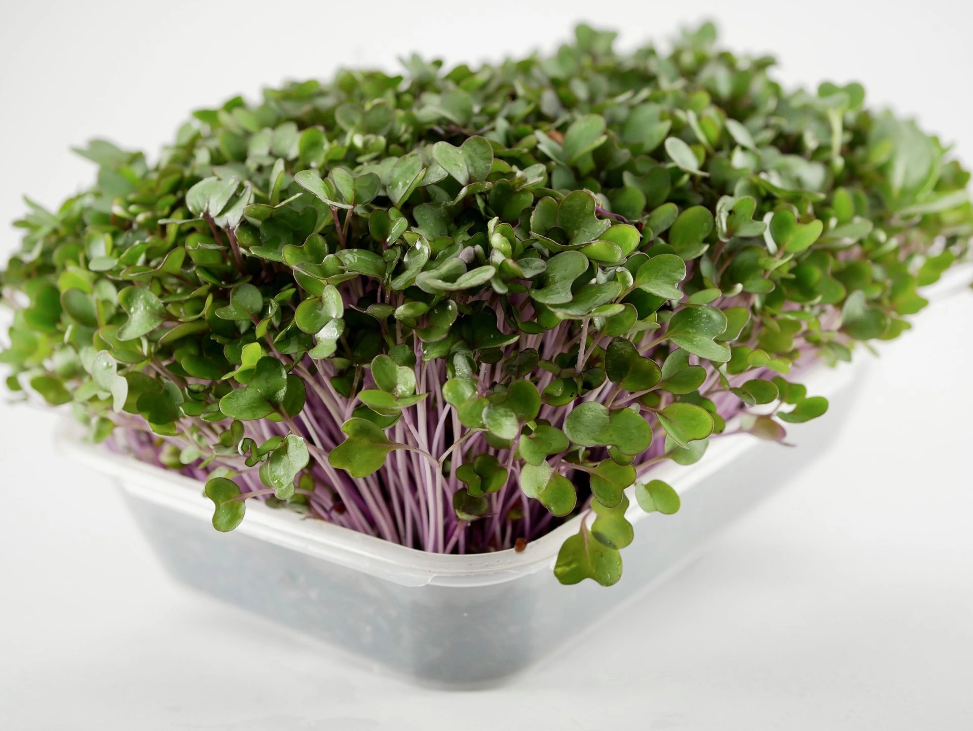 Pink Kale microgreens, 50g - Image 2