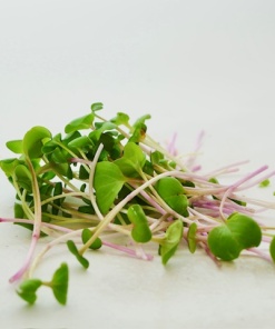 Alternative view of Radish microgreens, 50g