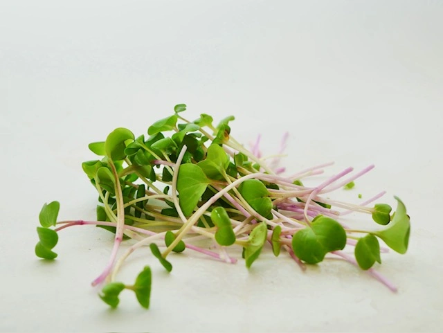 Radish microgreens, 50g - Image 2