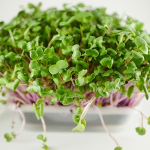 Radish microgreens, 50g