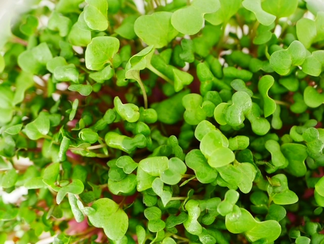 Radish microgreens, 50g - Image 3