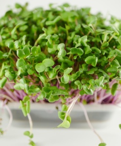 Radish microgreens, 50g