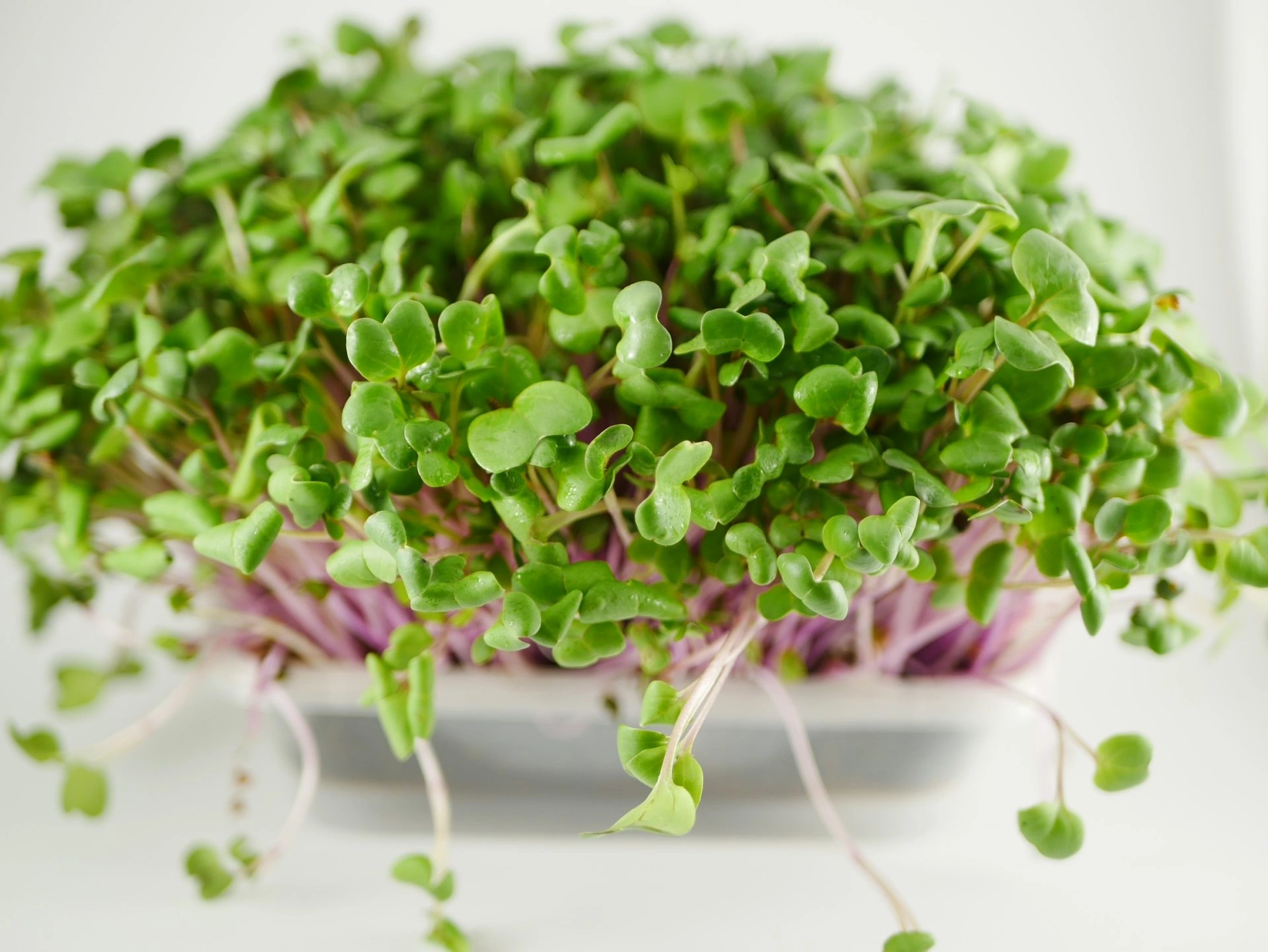 Radish microgreens, 50g