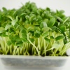 Sunflower microgreens, 100g