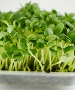 Sunflower microgreens, 100g