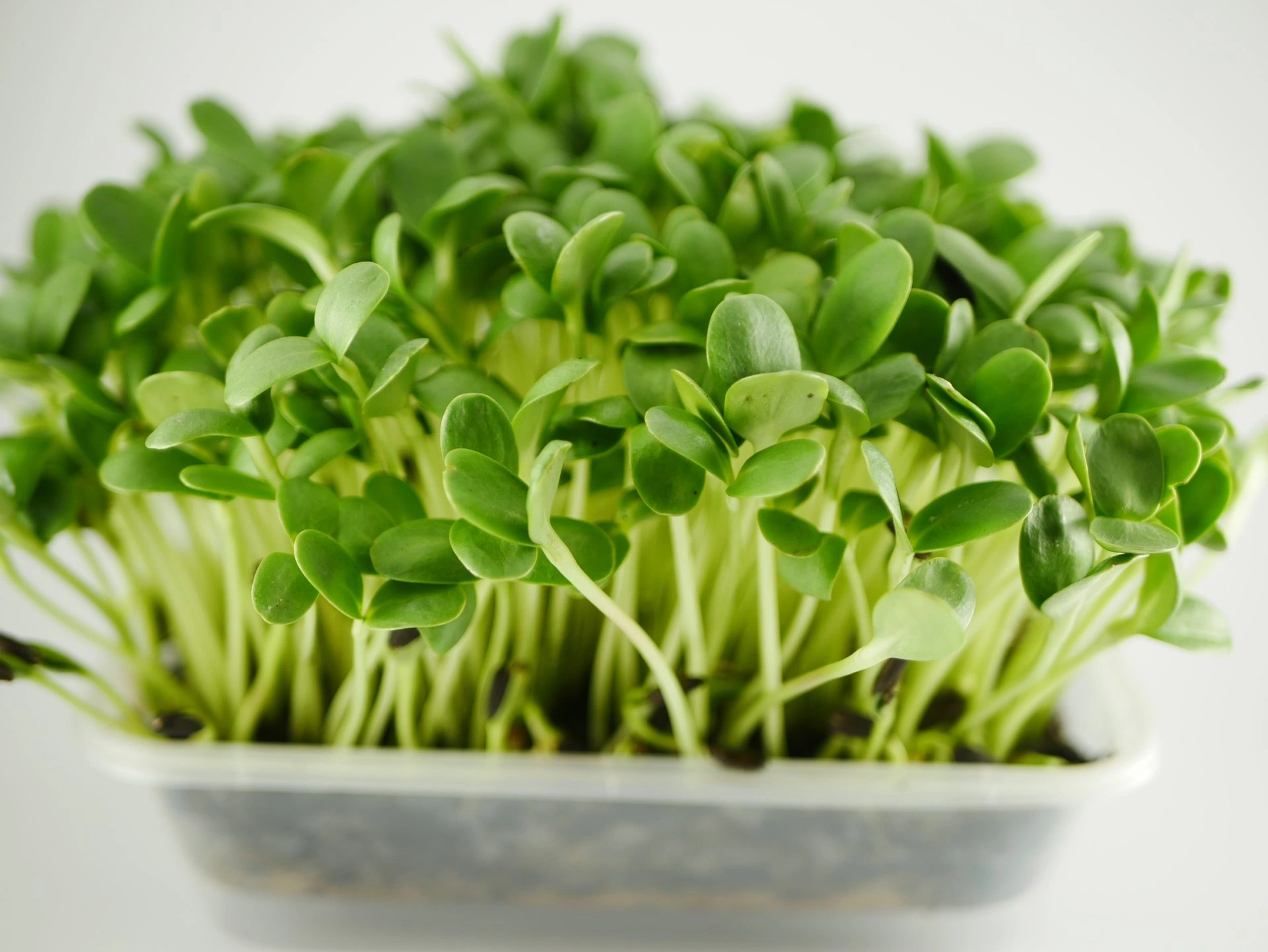 Sunflower microgreens, 100g