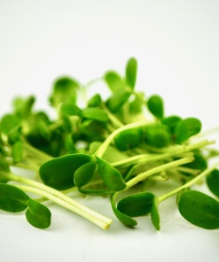 Alternative view of Sunflower microgreens, 100g