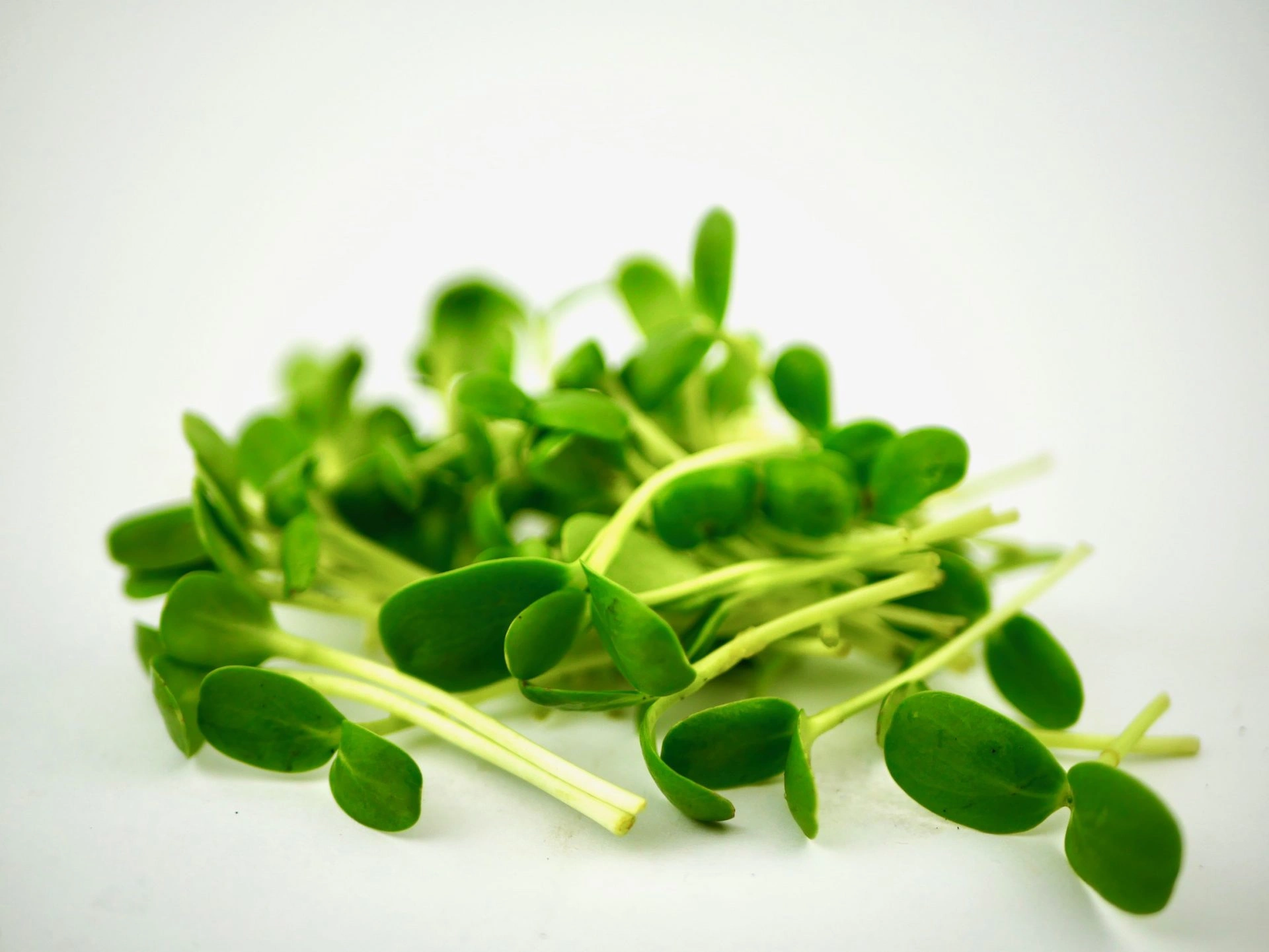 Sunflower microgreens, 100g - Image 2