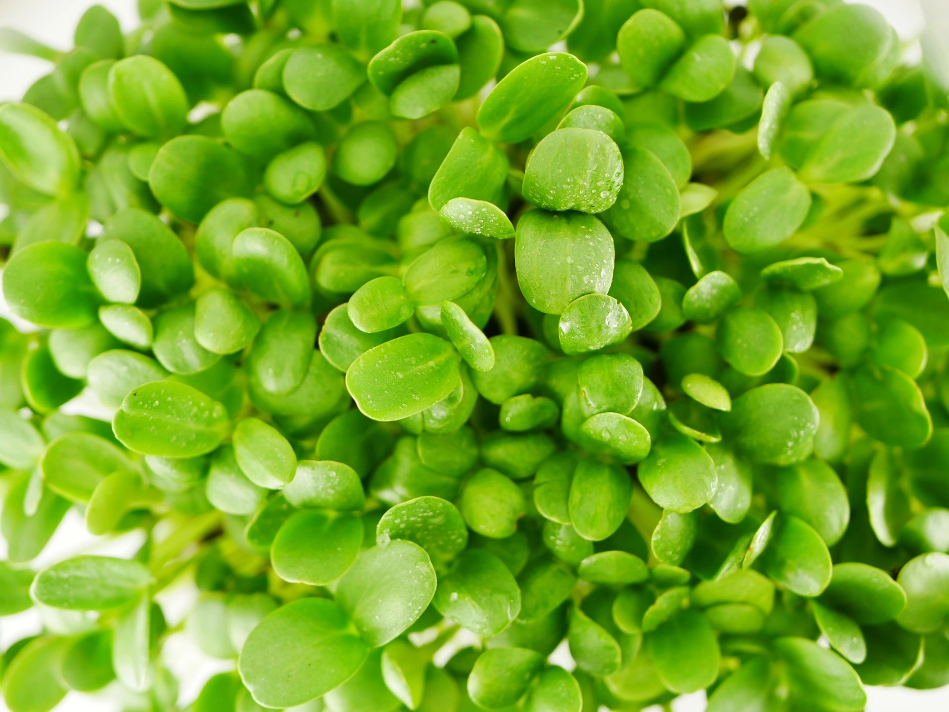 Sunflower microgreens, 100g - Image 3