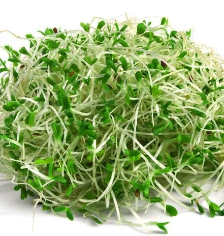Alfalfa microgreens, 50g