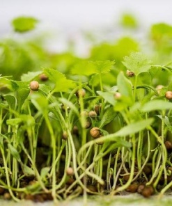 Coriander Microgreens, 30g