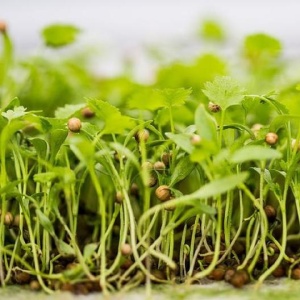 Coriander microgreens, 30g