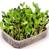 Sunflower microgreens, 70g