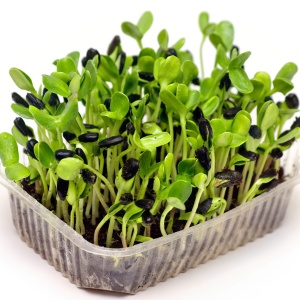 Sunflower microgreens, 70g