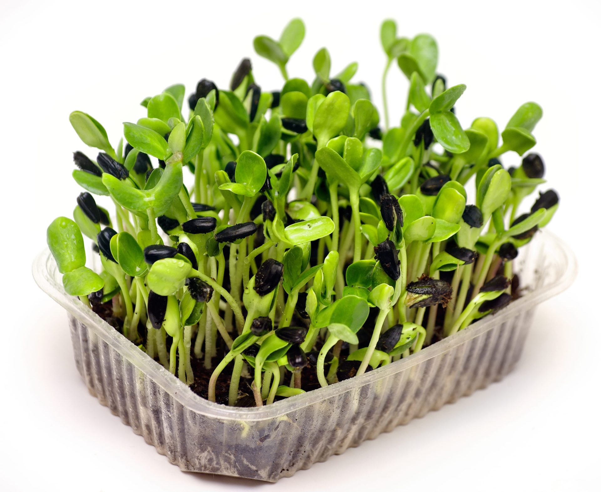Sunflower microgreens, 70g