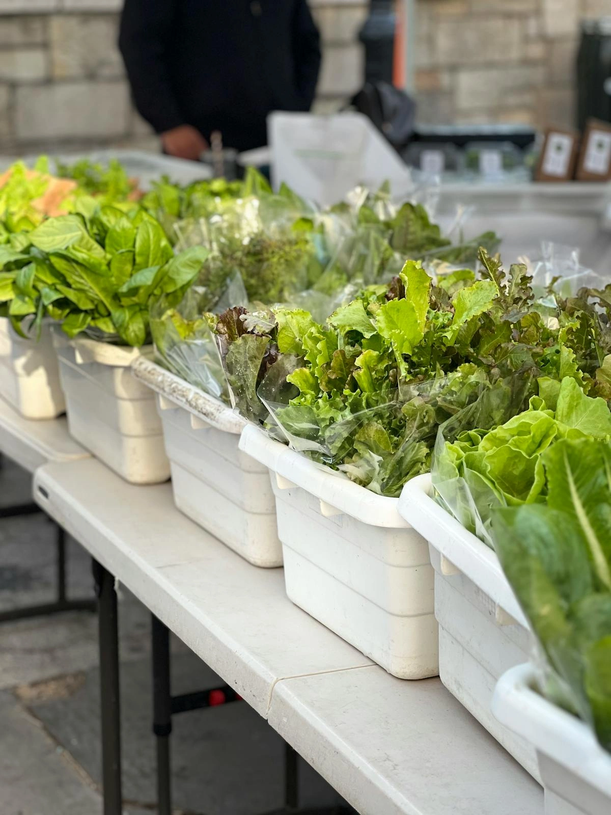 Fresh organic greens