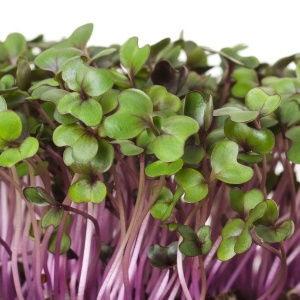 Pink Kale microgreens, 50g