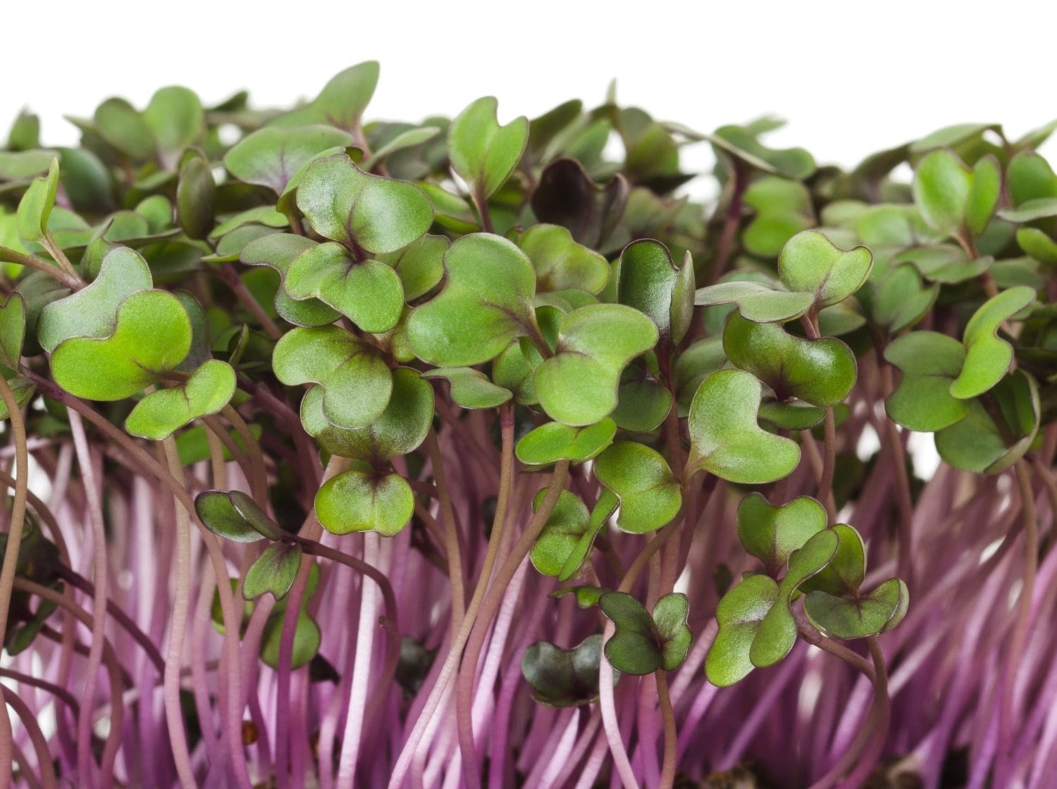 Pink Kale microgreens, 50g