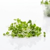 Mustard microgreens, 20g