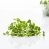 Mustard microgreens, 20g