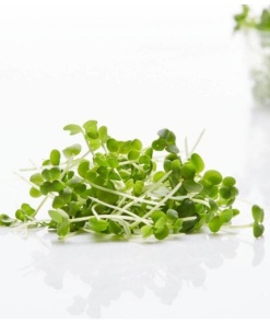 Mustard Microgreens, 20g