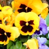 Viola Edible Flowers