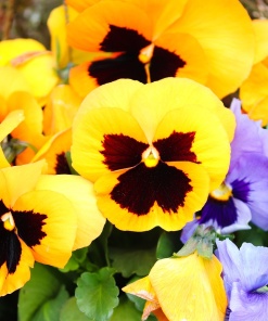 Viola Edible Flowers