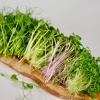 Immunity Boost Salad, 100g